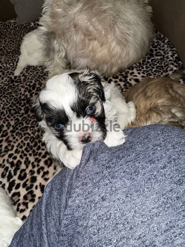 mixed breed puppies for sale 6