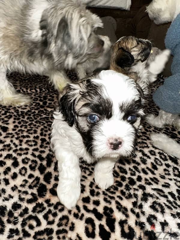 mixed breed puppies for sale 7