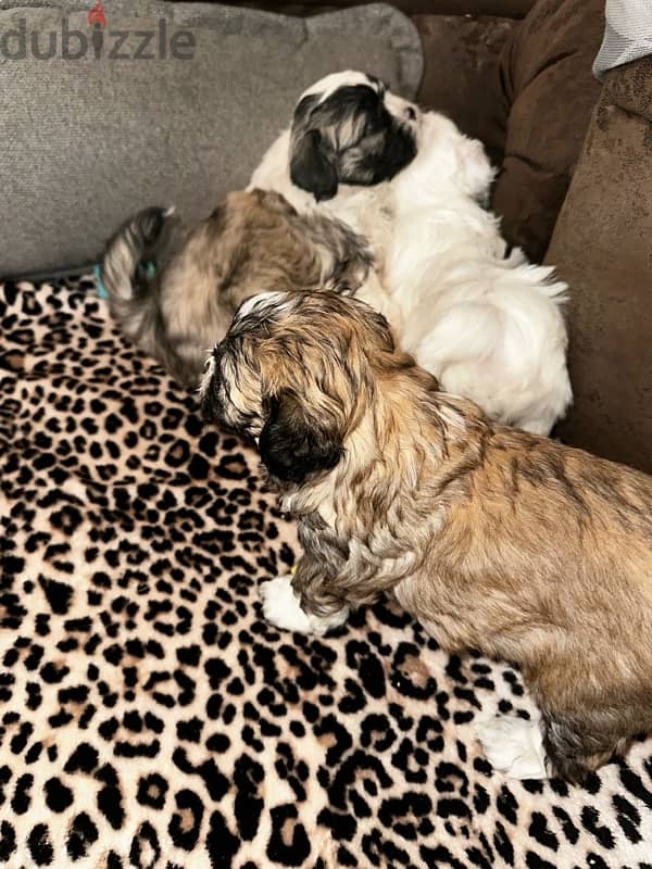 mixed breed puppies for sale 8