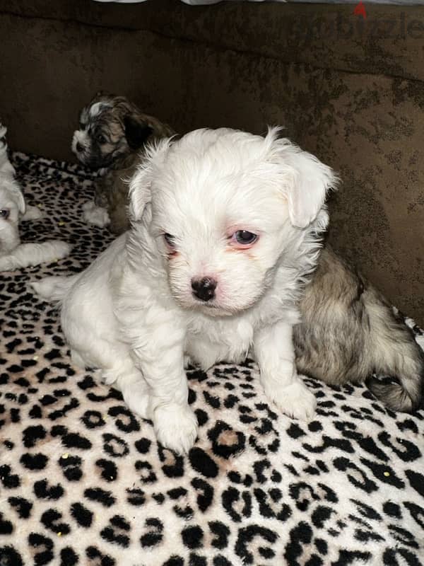 mixed breed puppies for sale 10