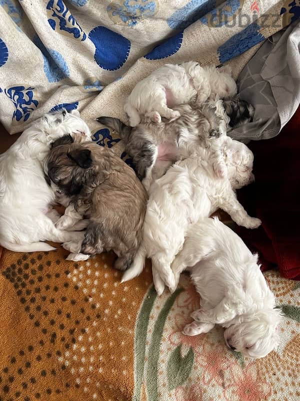 mixed breed puppies for sale 12