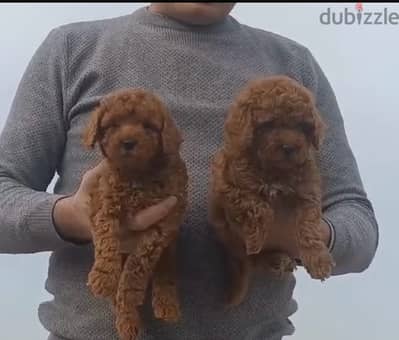 best toy poodle puppies, dark color. . males and females