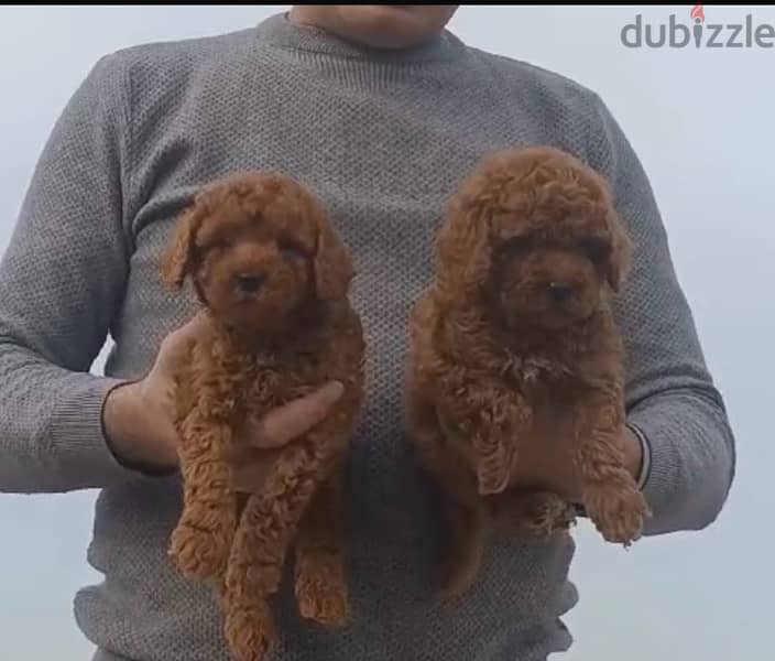 best toy poodle puppies, dark color. . males and females 0