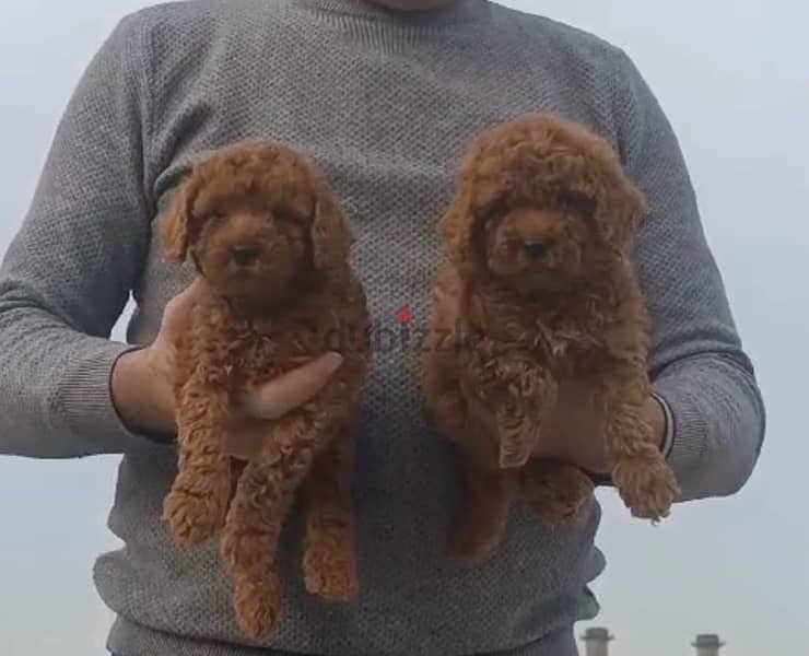 best toy poodle puppies, dark color. . males and females 1