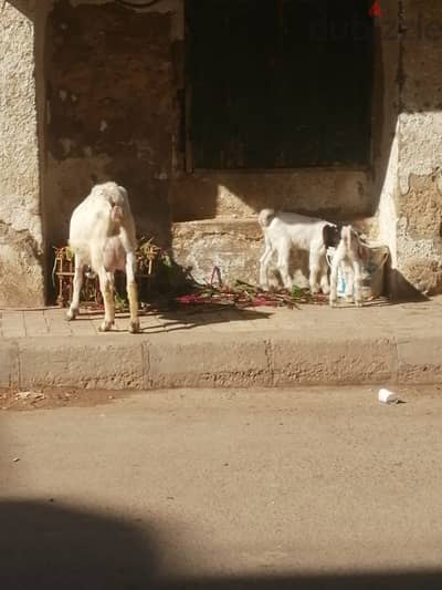 البيع معز خليط بور ولد ذكرين بس البيع بي ذكر وحد