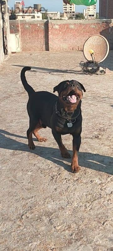 rottweiler Germany male