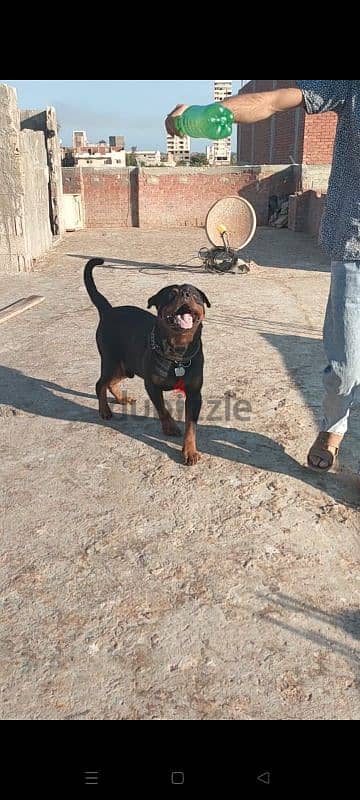 rottweiler Germany male 5