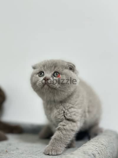 Female Scottish Fold Lilac