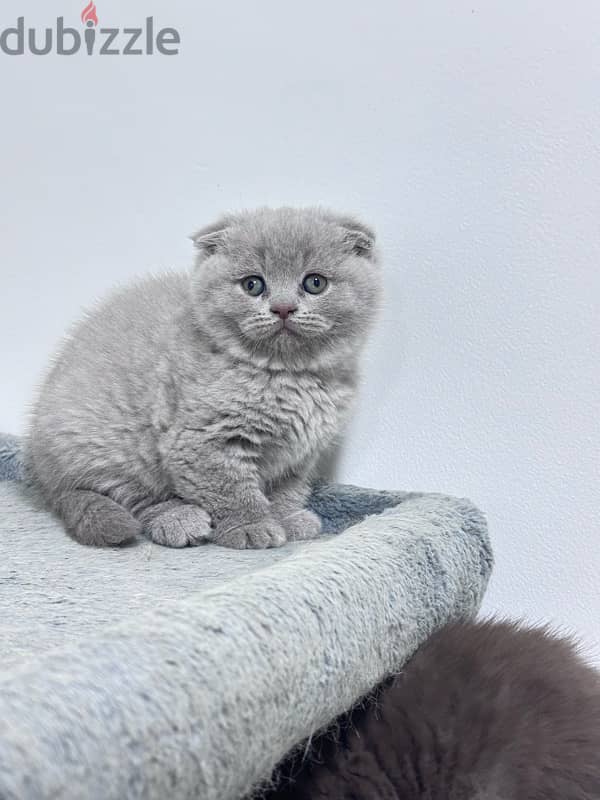 Female Scottish Fold Lilac 1