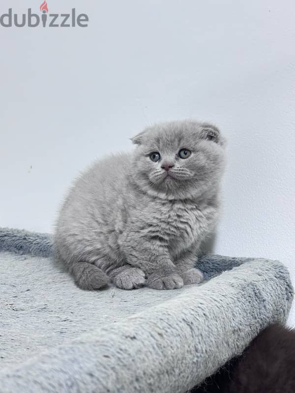 Female Scottish Fold Lilac 2