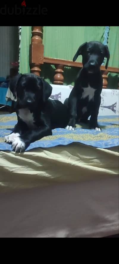 بنوته جريت دان Great dane