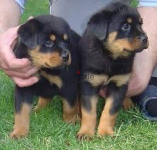 Rottweiler puppies 0