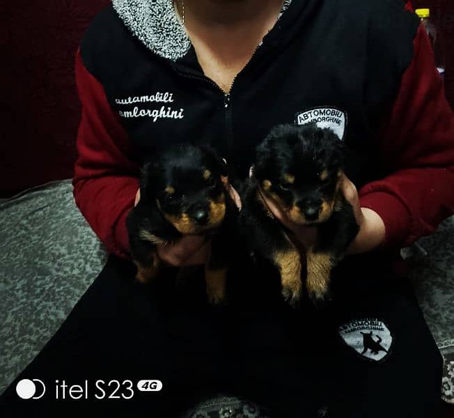 Rottweiler puppies 1