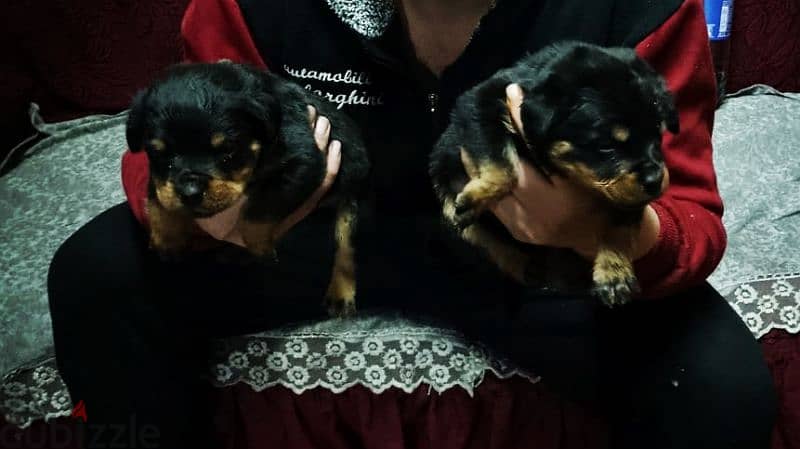 Rottweiler puppies 2