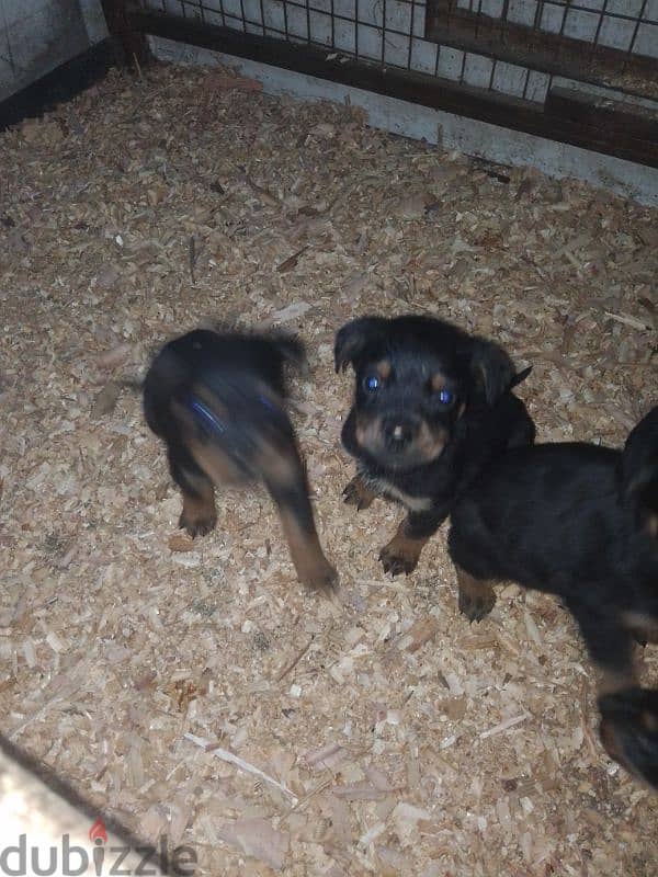 Rottweiler puppies 3