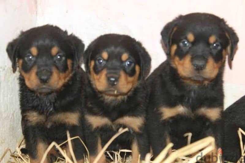 Rottweiler puppies 4