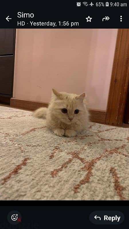 Female persian fully vaccinated 1