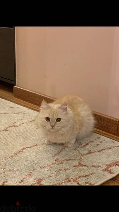 Female persian fully vaccinated