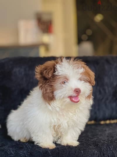 havanese male