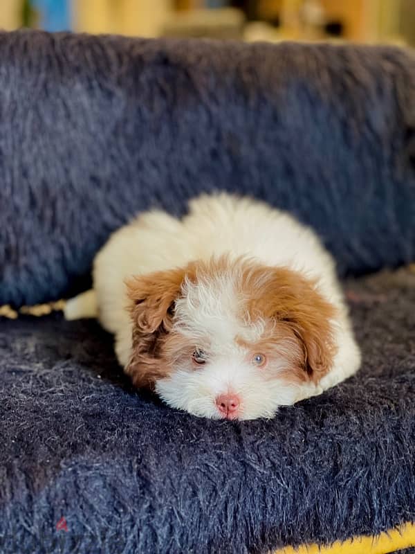 havanese male 1