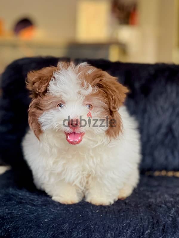 havanese male 2