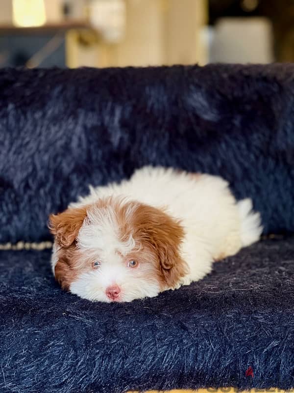 havanese male 4