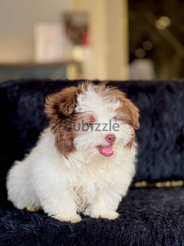 havanese male 5