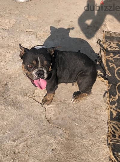 female bully exotic 1,5 y