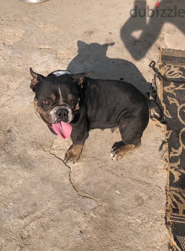 female bully exotic 1,5 y 0