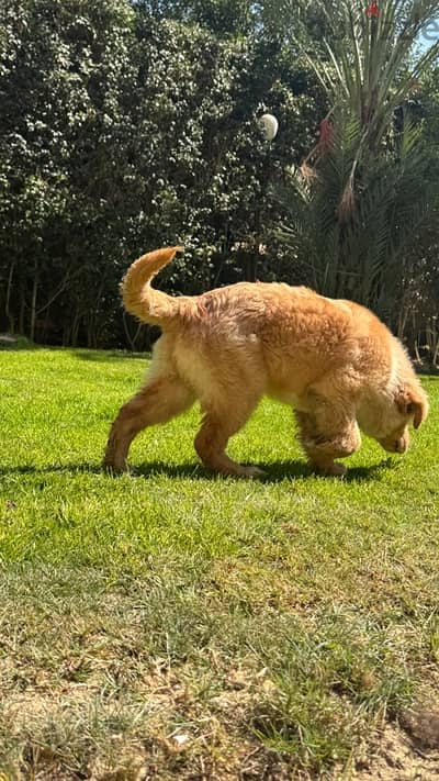 chinese golden retriever