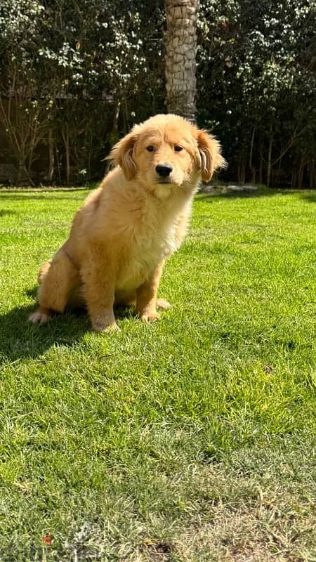 golden retriever 2