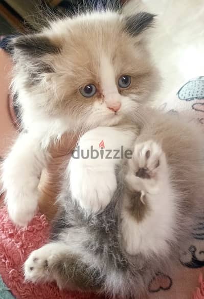 ragdoll kitten male for sale