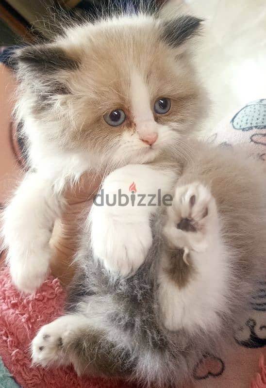 ragdoll kitten male for sale 0