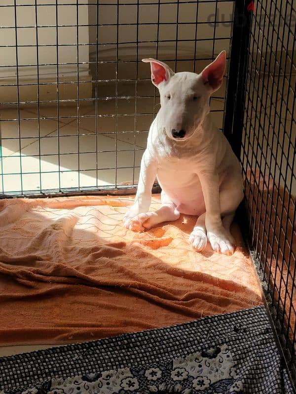 PREMIUM MINIATURE ENGLISH BULL TERRIER PUPS. 2