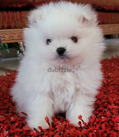 pomeranian baby