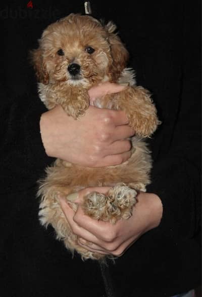 Toy poodle , Cavapoo