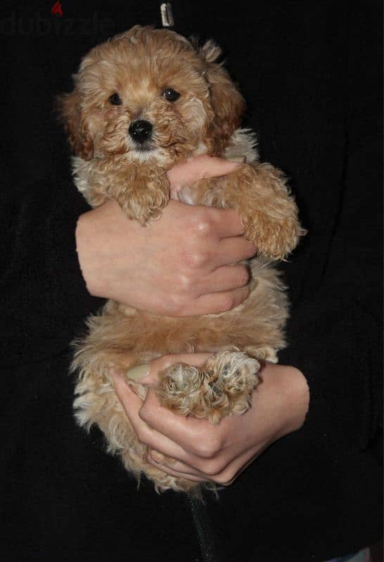 Toy poodle , Cavapoo 0