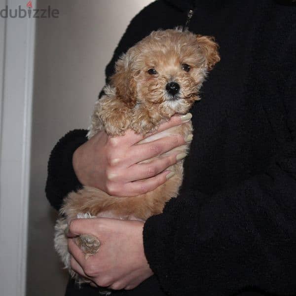 Toy poodle , Cavapoo 1