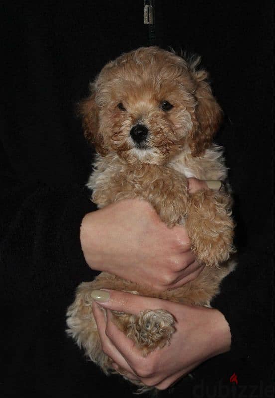 Toy poodle , Cavapoo 2