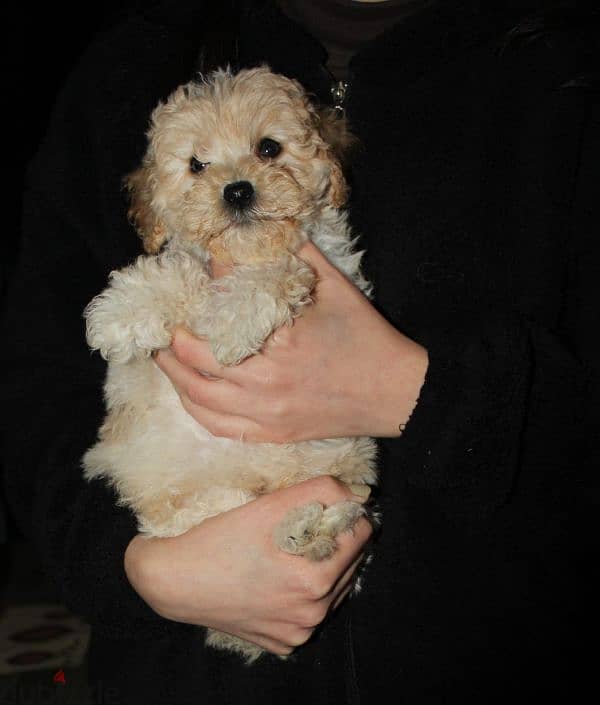 Toy poodle , Cavapoo 4