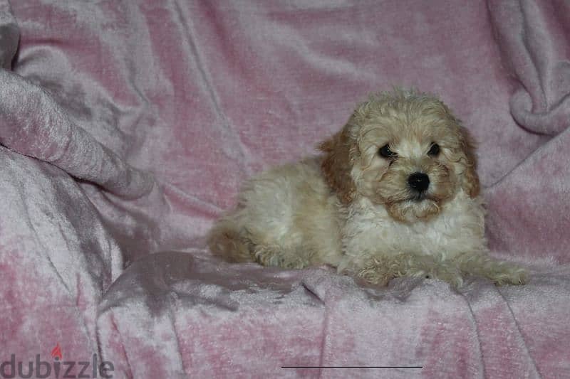 Toy poodle , Cavapoo 5