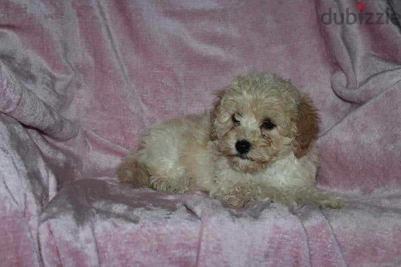 Toy poodle , Cavapoo 6