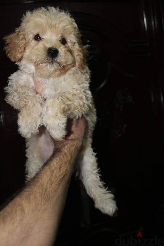 Toy poodle , Cavapoo 7