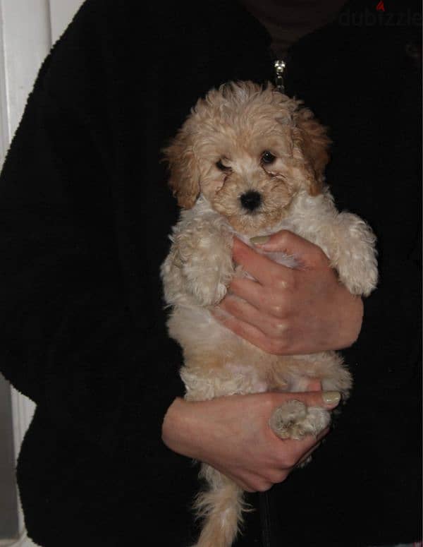 Toy poodle , Cavapoo 8