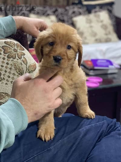 Golden puppy for sale