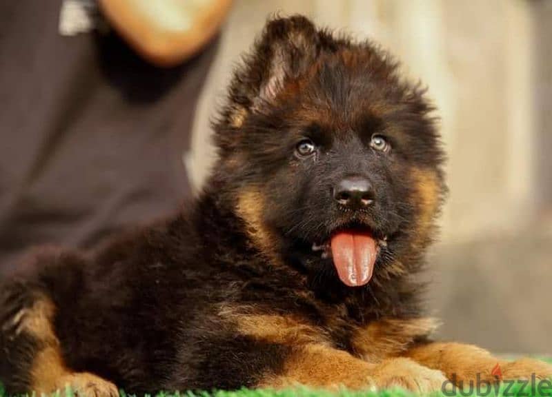 جيرمن شيبرد German shepherd puppy showline long hair pure بيور 100% 1