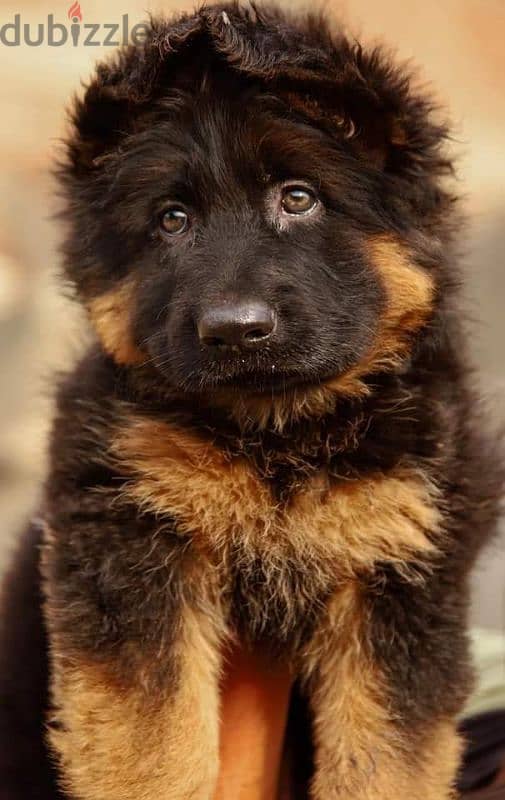 جيرمن شيبرد German shepherd puppy showline long hair pure بيور 100% 4