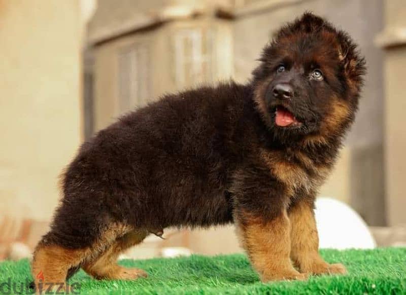 جيرمن شيبرد German shepherd puppy showline long hair pure بيور 100% 5