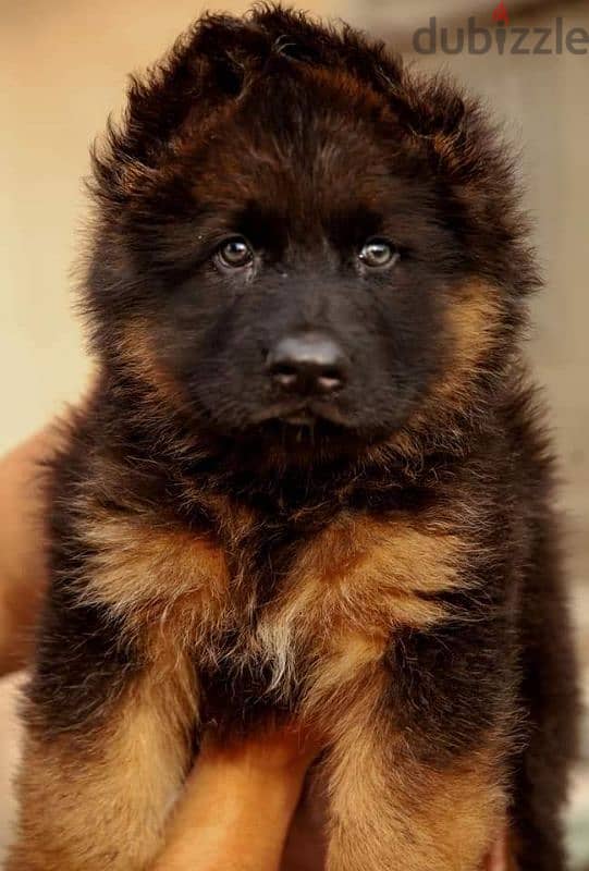 جيرمن شيبرد German shepherd puppy showline long hair pure بيور 100% 7