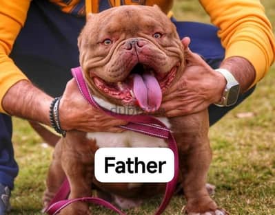 Top American bully female